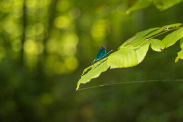 dragonfly with wonderful bright colors on the leaf in the forest