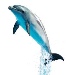 Fotobehang Dolphin is isolated on a white background. © schankz