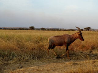 Damaliscus lunatus jimela