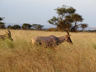 Damaliscus lunatus jimela