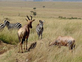 Damaliscus lunatus jimela