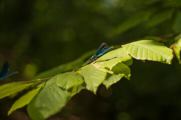 dragonfly with wonderful bright colors on the leaf in the forest