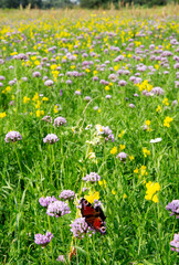rosliny łąka meadow polana rosliny lecznicze plants  herbage green 