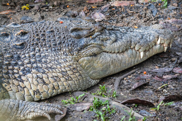 Obraz premium Semenggoh Wildlife park