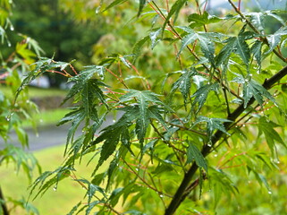 雨のもみじ