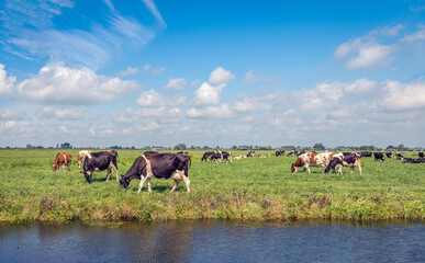 Black an white and red and white dairy cows together grazing in the meadow