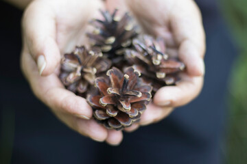 small pine cones on the palm