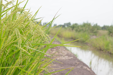 Close up ear of paddy or rice in organic field, agriculture concept.