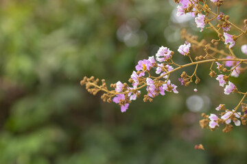 Pastel purple flower of Bungor tree