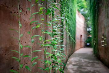 Romantic Tunnel Of Autumnal Hedges.