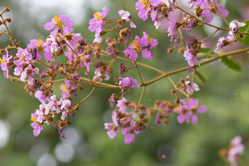 Pastel purple flower of Bungor tree
