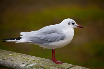 Fototapeta premium Möve