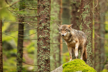 gray wolf (Canis lupus) stands on a large stone overgrown with green moss in the old forest