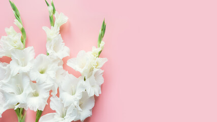 White gladiolus flowers on pastel pink background. Floral banner. Greeting card.