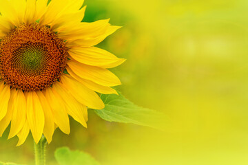 Sonnenblume und Platz für Text.