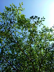 Fototapeta na wymiar Green leaves on blue sky background