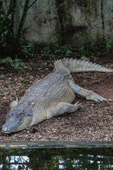 Jong;s Crocodile Farm