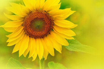 Obraz premium Sonnenblume und Platz für Text.
