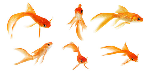 Fototapeta premium Set of goldfish on a white background
