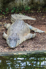 Jong;s Crocodile Farm