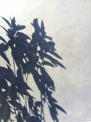 Shadow of leaves on the wall