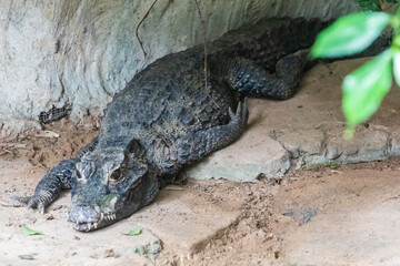 Jong;s Crocodile Farm