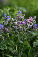 ogorecznik lekarski rosliny lecznicze meadow polana nature   borago officinalis  © Kima