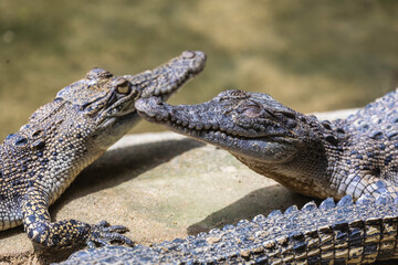 Jong;s Crocodile Farm
