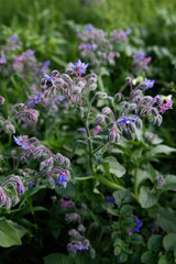 ogorecznik lekarski rosliny lecznicze meadow polana nature   borago officinalis  © Kima