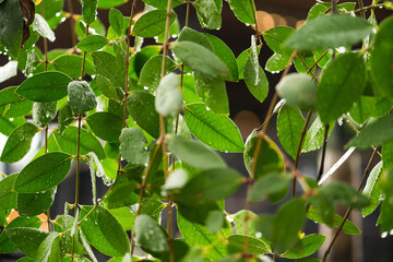 green leaves in the garden