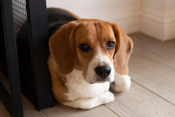 three colors Beagle dog is lying at wall corner