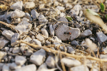 A squad of ant crawling in stony soil in the summer heat