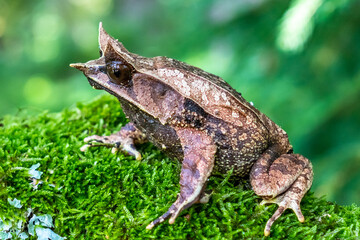 Nature wildlife image of The Bornean Horn Frog (Megophrys Nasuta)