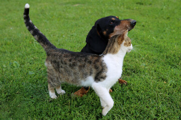 animal dog cat cat and dog animal friendship friendship fauna pies