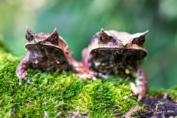 Nature wildlife image of The Bornean Horn Frog (Megophrys Nasuta)