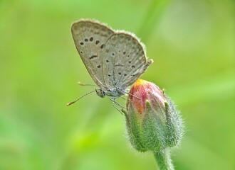 Butterfly (Zizeeria Knysna) - Close up detail of butterfly, Isolated butterfly, White butterfly perched above the flower
