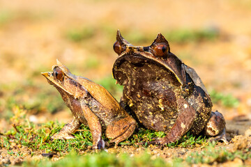 Fototapeta premium Nature wildlife image of The Bornean Horn Frog (Megophrys Nasuta)