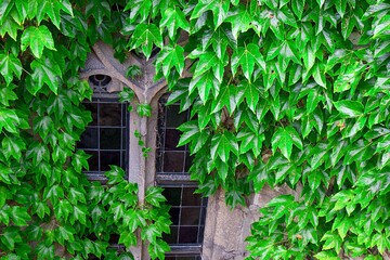 Old Ancient Window in Ivy