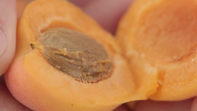 Male hands break apricot fruit in half, close-up. Juicy apricot fruits in the hand