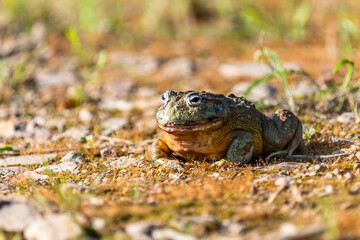 Giant African Bullfrog (Pyxicephalus adspersus), South Africa
