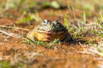 Giant African Bullfrog (Pyxicephalus adspersus), South Africa