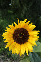 sunflower slonecznik lato natura zolty kwiat yellow flower