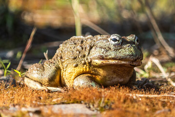 Giant African Bullfrog (Pyxicephalus adspersus), South Africa