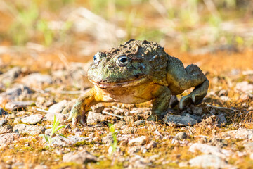 Giant African Bullfrog (Pyxicephalus adspersus), South Africa