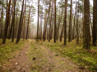 Landscape of pine forest, northern Poland.