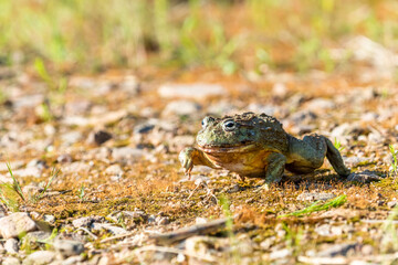 Giant African Bullfrog (Pyxicephalus adspersus), South Africa