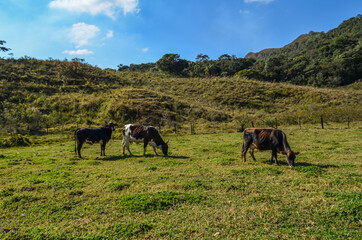 Small farm with animals at countryside region of Brazil.
