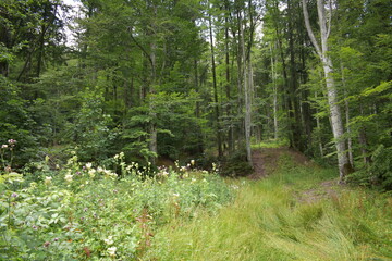 Mountain view, forest view