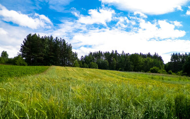 Meadow in forest in Pelcznica National Park. Poland.