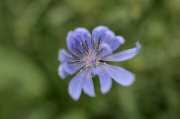 Cichorium Endivia flower